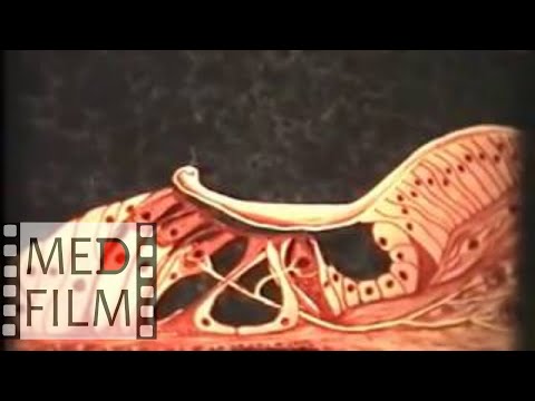 Видео: Орган слуха © The organ of hearing