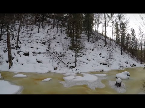 Видео: ПРОВЕРКА и установка КАПКАНОВ НА ВОЛКА_ охота на волка