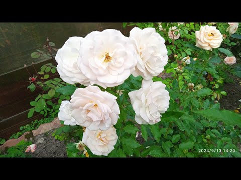 Видео: РОЗы - первогодки из питомника Фокино