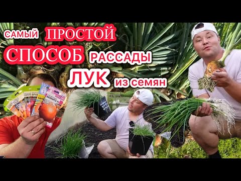 Видео: ПРОЩЕ БЫТЬ НЕ МОЖЕТ. Выращиваем рассаду лука дёшево и без лишних тело движений!