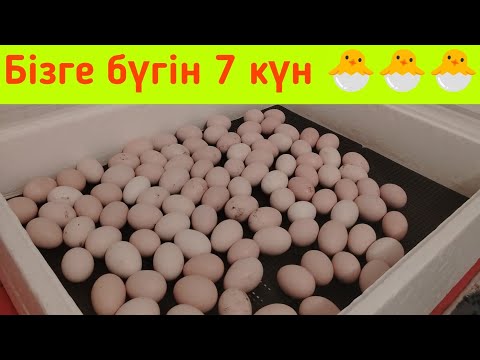 Видео: БАЛАПАН ШЫҒАРУ 7 күн 🐣🐣🐣🐣🐣🐣🐣🐣🐣🐣🐣🐣🐣🐣🐣🐣🐣