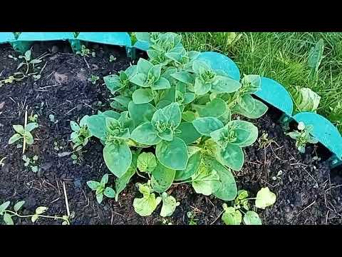 Видео: Дача - 2022 г. Обзор огорода на конец июня. Жара.