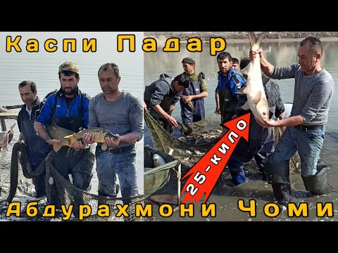 Видео: Во время рыбалки в озере в Таджикистан...Каспи Падар Нуруло Бобоев А.Чоми