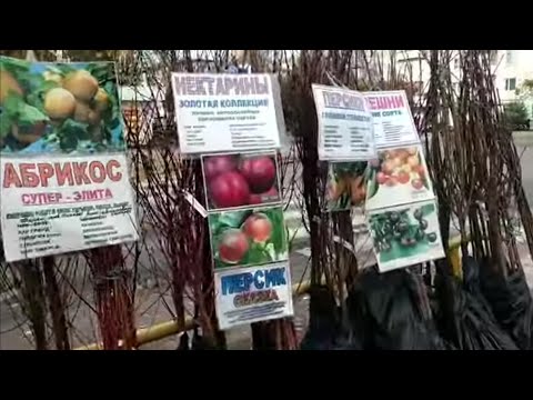 Видео: Садоводство без обмана.