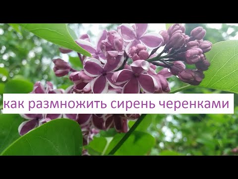 Видео: Как размножить сирень черенками.