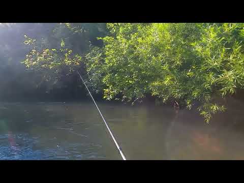 Видео: рыбалка на хариуса в июле