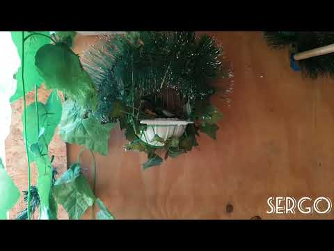 Видео: Щеглы, гибриды и канарейки. Щегол на гнезде.