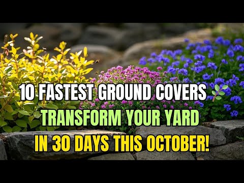 Видео: 🌱 10 самых быстрорастущих почвопокровных растений, которые преобразят ваш двор за 30 дней этой ос...