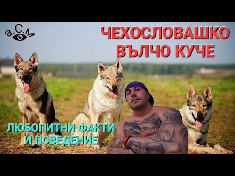 Видео: ЧЕХОСЛОВАШКО ВЪЛЧО КУЧЕ - ЛЮБОПИТНИ ФАКТИ И ПОВЕДЕНИЕ     а.С.м