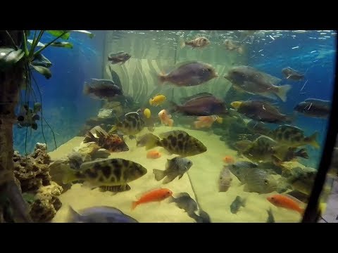 Видео: Фитофильтр и САМП. Изготовление
