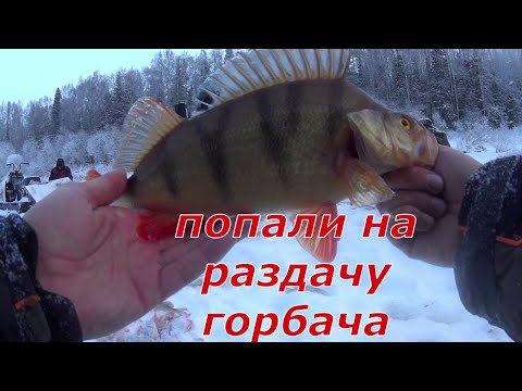 Видео: Попали на раздачу окуня .Рыбалка на таёжной реке, тут ещё ни кого не было.