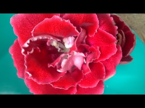 Видео: ДАЖЕ МАЛЕНЬКИЙ ЛИСТ ГЛОКСИНИИ СПОСОБЕН ДАТЬ ДЕТКУ!