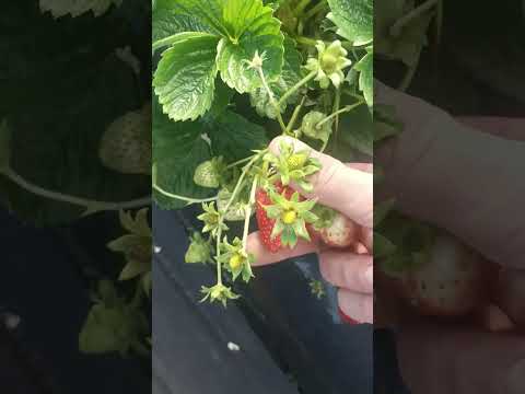 Видео: Новости по теплицам,огурец клубника на октябрь!!