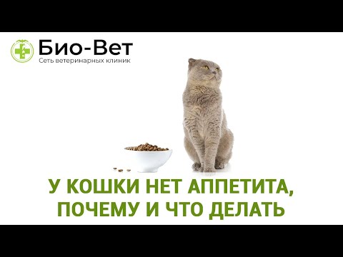 Видео: У кошки нет аппетита, почему и что делать 😿 // Сеть Ветклиник Био-Вет