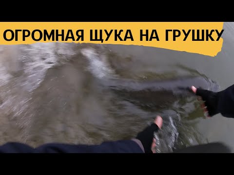 Видео: Как поймать огромную ЩУКУ? И упустить её. рыбалка на грушка , пуля