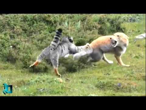 Видео: Повезло Заснять! Безумные Случаи с Животными, Которым Трудно Поверить