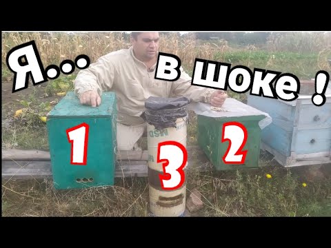 Видео: ⚡Я в шоке! Пересаживаю пойманные рои в августе.
