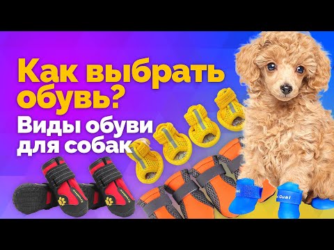 Видео: Как Выбрать обувь для собаки учитывая все нюансы 🐕🐩🥰 —  Рекомендации и советы из опыта 🐾👟🥾