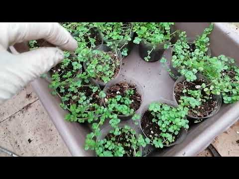 Видео: Солейролия. Уход, размножение, особенности.