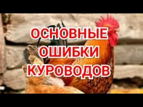 Видео: Основные ошибки в куроводстве.