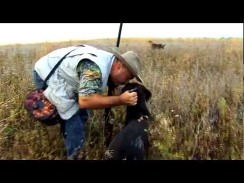 Видео: охота в Молдове на перепела.mpg