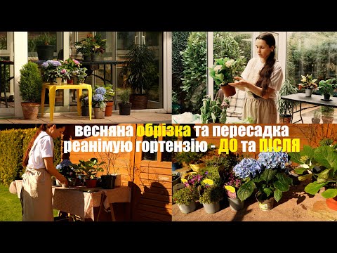Видео: ✂️Обрізка та догляд за гортензією🌿садовий Vlog🌸