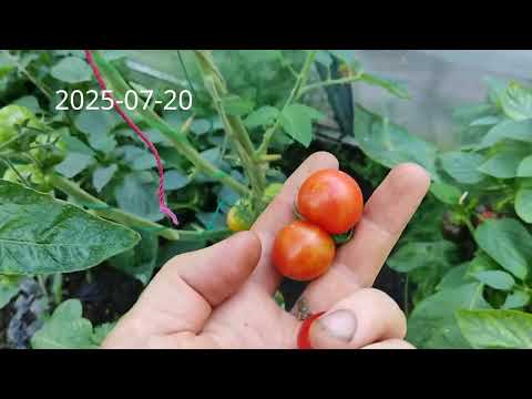 Видео: Обзор NPK SOIL TESTER 8in1 , томаты растут 22 июля