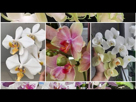 Видео: Морееее квітоносів🤩😍🦋#orchids #phalaenopsis #орхідеїметелики