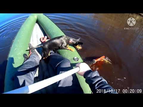 Видео: на Варваре - 380 в сезон 2021г.