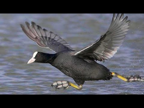 Видео: Охота на ЛЫСУХУ В АРМЕНИИ