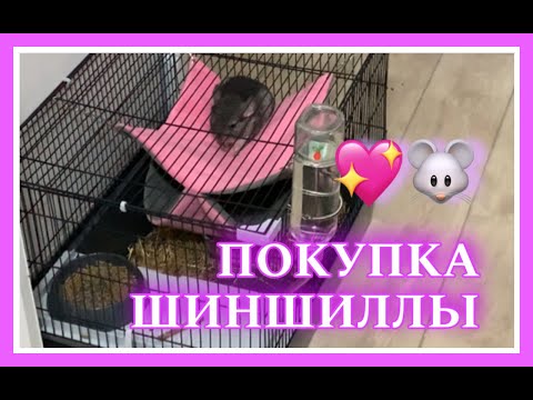 Видео: ПОКУПКА ШИНШИЛЛЫ