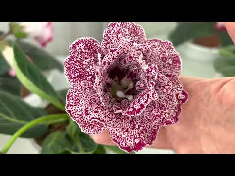 Видео: Цветущие глоксинии. (Выпуск №24)