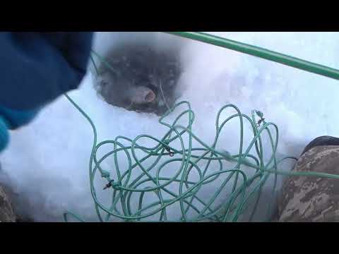 Видео: Заключительная проверка перемёта в 2024г.