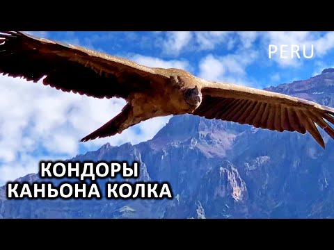 Видео: Каньон Колка  — один из глубочайших каньонов мира / Valle del Colca, Peru