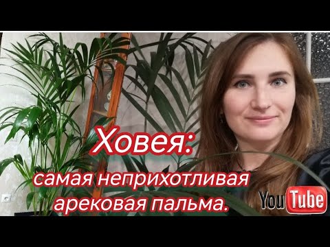 Видео: ХОВЕЯ - Мое ЛЮБИМОЕ растение. САМАЯ красивая и неприхотливая арековая ПАЛЬМА 🌿