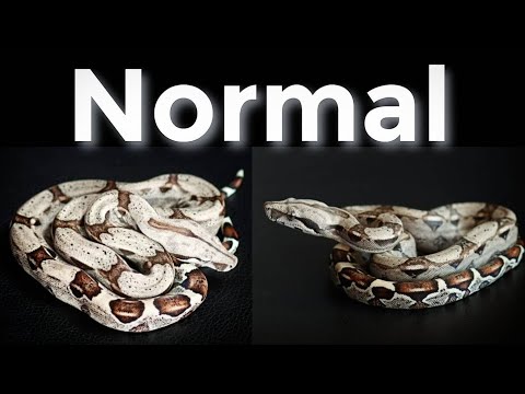 Видео: Руководство по морфологии удавов (нормальные)