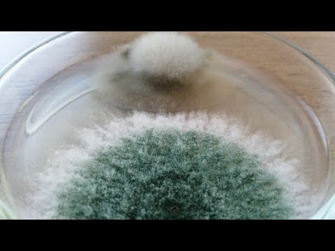 Видео: Бой #4 "Геноцид серой гнили"