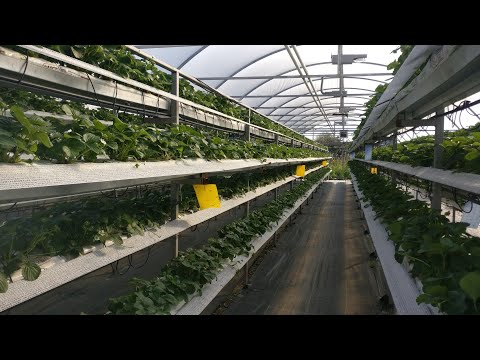 Видео: Малообьемка на кокосе. Часть 2