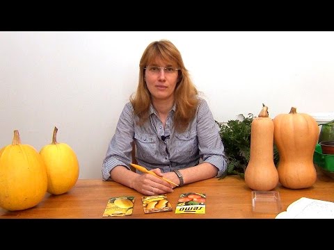 Видео: Тыквы. Рассада. (ч.1)