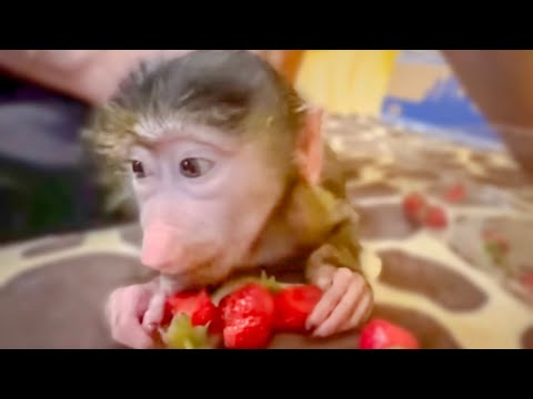 Видео: Степашка ПОМОГАЕТ Мане не упасть с дивана и ДЕЛИТСЯ с ней клубникой!