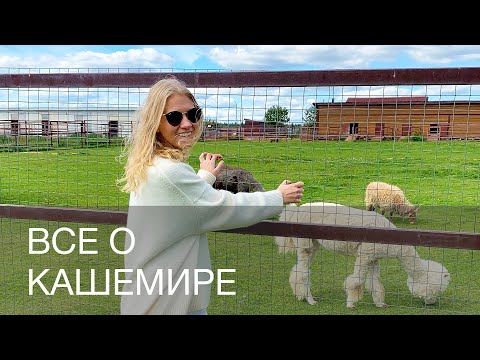 Видео: ВСЕ О КАШЕМИРЕ | 12Storeez