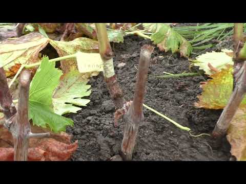 Видео: Выкапываем саженцы из школки