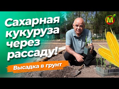 Видео: Сахарная кукуруза. Высадка рассады в грунт.