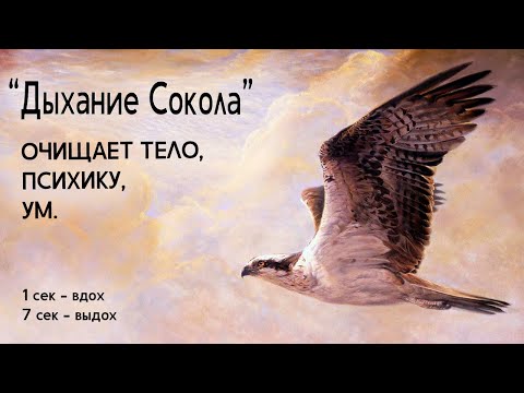 Видео: ДЫХАНИЕ СОКОЛА|  ОЧИЩАЕТ ТЕЛО, ПСИХИКУ, УМ | Дыхательные практики YAN.G