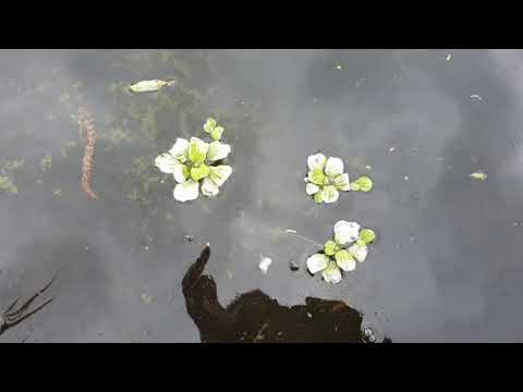 Видео: Когда переносить водяной гиацинт в пруд после зимовки