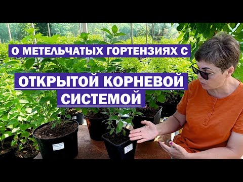 Видео: Метельчатые гортензии с ОТКРЫТОЙ КОРНЕВОЙ СИСТЕМОЙ (ОКС) // Плюсы и минусы