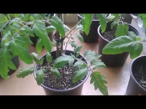 Видео: Домати отгледани необичайно 4-та част