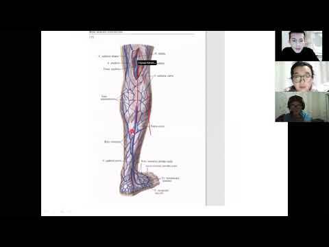 Видео: Вена 2-бөлім ТӨМЕНГІ ҚУЫС ВЕНА ЖҮЙЕСІ ТҰЛҒА ВЕНАЛАРЫ VENAE TRUNCI