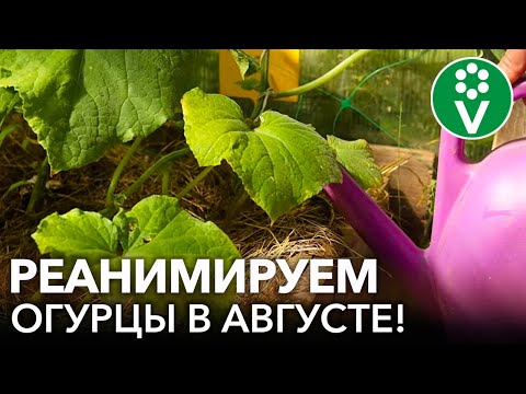 Видео: КОРМЛЮ ТАК ОГУРЦЫ РАЗ В НЕДЕЛЮ И ДО МОРОЗОВ СОБИРАЮ УРОЖАЙ! Рецепт реанимационного раствора