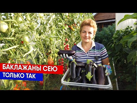 Видео: Баклажаны сею только так